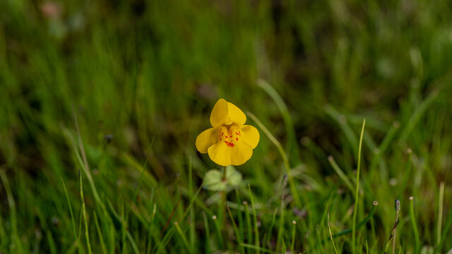 Mimulus guttatus, Yellow Monkeyflower, in nature, centered, selective focus