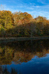 Autumn colored trees like a lake shore with a beautiful reflection and cloudy blue skies.