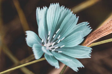 Beautiful Blue Autumn Flower