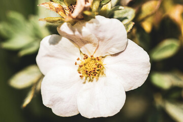 Beautiful White Autumn Flower