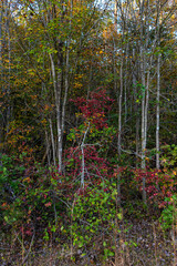 Beautiful autumn trees, colors of red, green orange and yellow.