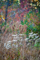 White flowers with a colorful autumn background