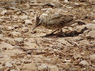 Crested Lark feeding in Paphos Cyprus