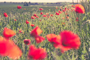 Red poppies blooming in the fields of grass