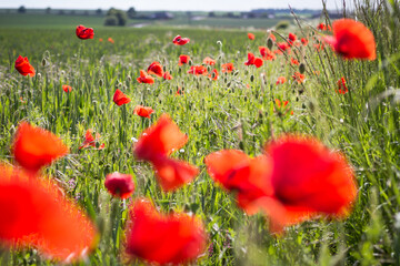 Red poppies blooming in the fields of grass