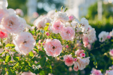 pink roses bloom in the garden