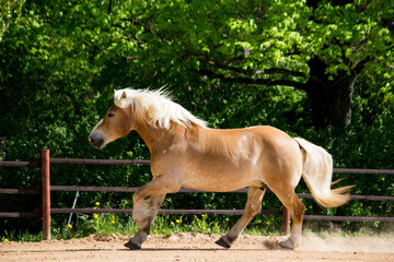 Beautiful big palomino draft horse galloping free