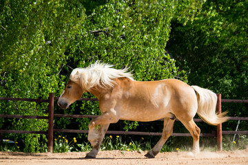Beautiful big palomino draft horse galloping free