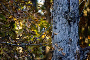 Bird on a branch looking around for food.  