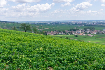 Fototapeta na wymiar View of Pommard and Beaune lost in the vineyard in Burgundy (Bourgogne) home of pinot noir and chardonnay