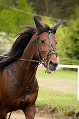 Obraz premium Portrait of trotter horse in the competition