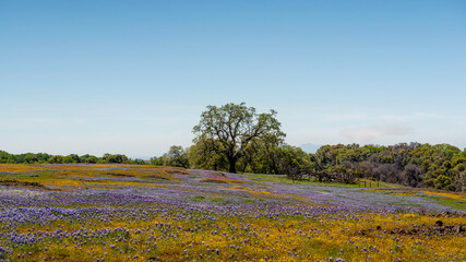 Fototapeta premium North Table mountain landscape featuring yellow and purple wildlfowers bloom