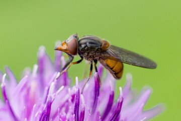 Insekt, Fliege, Blume, Lila, Violett, Macro