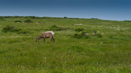 Tule Elk at Point Reyes eating grass and resting in the background on a blue sky day