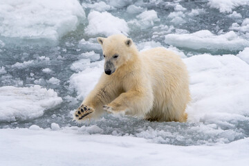 Fototapeta na wymiar Polar bear (Ursus maritimus) leaping across broken sea ice in Svalbard.