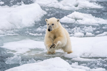 Polar bear (Ursus maritimus) jumping across broken sea ice in Svalbard.
