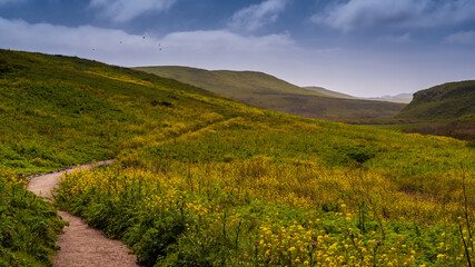 Spring at the McClures Trail in Point Reyes, featuring the ground covered with yellow flowers
