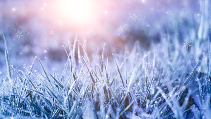 Winter frosty morning. Winter snow background, blue color, snowflakes, sunlight, macro. Frozen grass under the snow, snowflakes and sunlight, rays. Blurred background. 