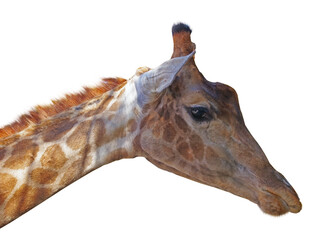 Fototapeta na wymiar Giraffe head face isolated on white