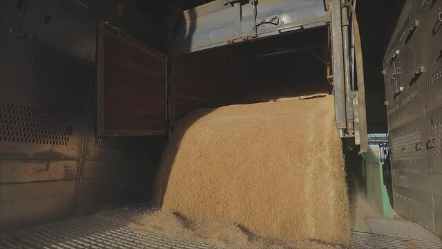 Warehouse with wheat. Loading wheat to the warehouse slow motion