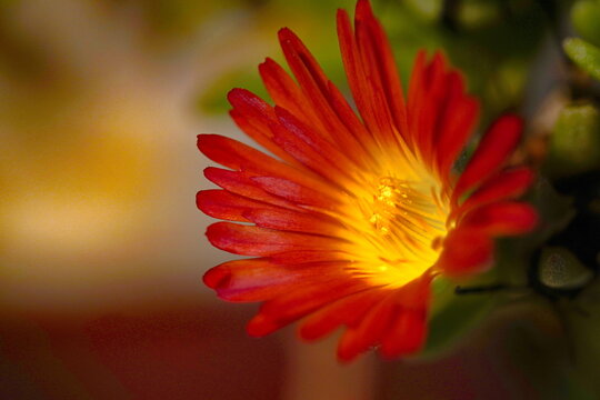 Mittagsbl&uuml;mchen - Delesperma Fire Wonder 7