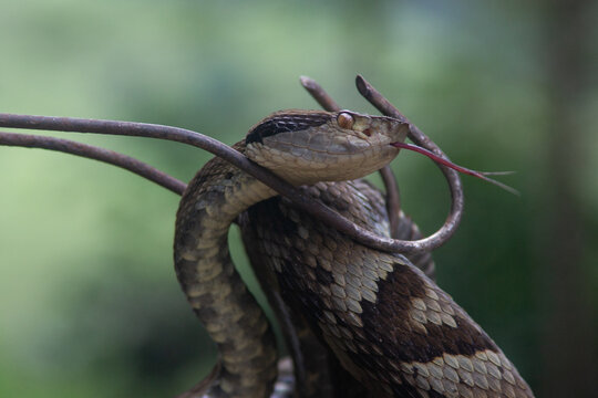 A tropical viper in a hook caught in an Atlantic forest mountain in the city of Paraty, Rio de Janeiro, Brazil