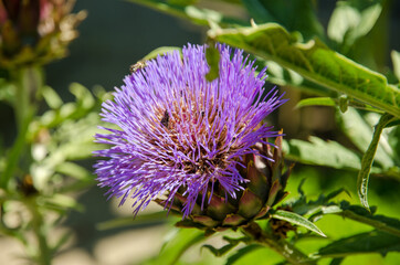 Artichoke Flowers The budding artichoke flower-head is a cluster of many budding small flowers (an inflorescence), together with many bracts, on an edible base. In the Botanical Garden