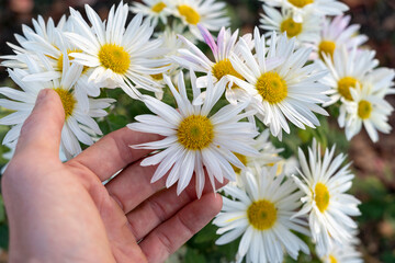 Hand touches daisies bush. Chamomile flowers background. Beautiful fresh white chrysanthemum.