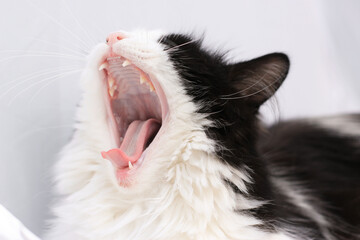 Katze, gähnen, schwarz weiß,Zähne,Rassekatze