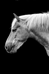 Pferdeportrait schwarz-weiß