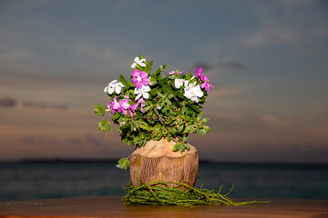 Cape periwinkle (Catharanthus roseus) in a coconut at sunset on the maldives