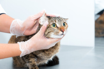 A cat examined by a doctor in a veterinary clinic. Vererinar in latex gloves examines a cat on a metal table.