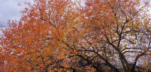 orange tree in autumn