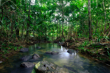 Fototapeta na wymiar green trees around the streams represent the abundance of rainforest in Thailand,Phang Nga,Koh Yao Yai