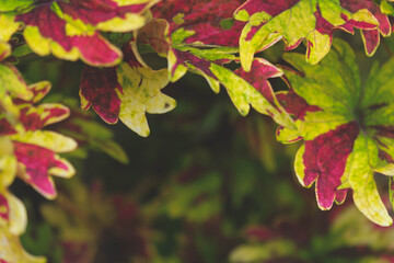 colorful of pattern leaf background