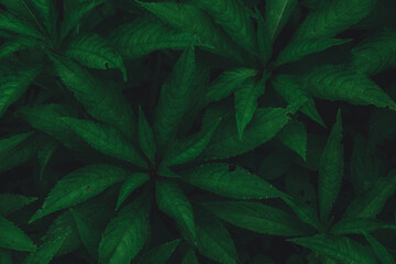 top view of dark green leaf background