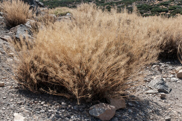 Ginsterbusch in Vulkanasche