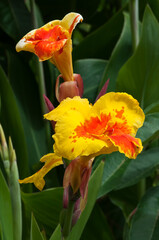 Rot Gelbe Iris Blüte