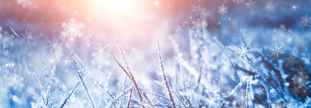 Winter frosty morning. Winter snow background, blue color, snowflakes, sunlight, macro. Frozen grass under the snow, snowflakes and sunlight, rays. Blurred background. 