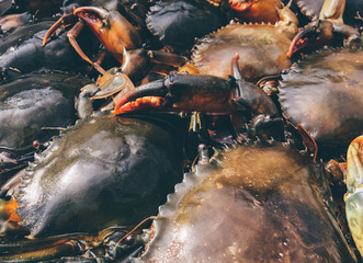 The top view of the crab on the seafood tray
