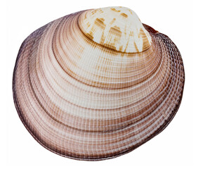 Seashell on a white background.