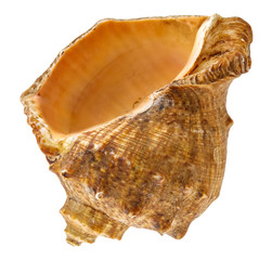 Seashell isolated. Mollusc shell on white background