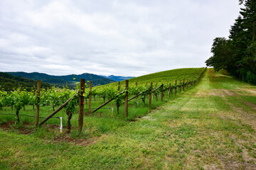 Vineyard