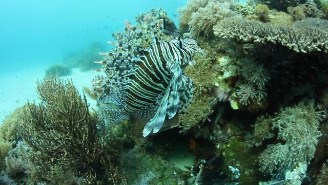 A large lionfish, Pterois volitans, hunts small cardinalfish hover over a coral bommie in Komodo National Park, Indonesia. Lionfish are voracious predators and are native to the Indo-Pacific region.