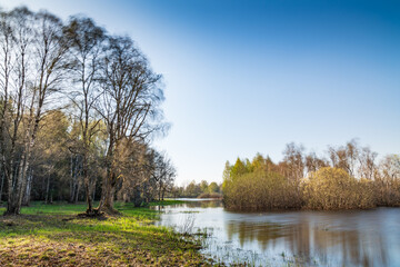 Island in the bog, golden marsh, lakes and nature environment. Sundown evening light in spring