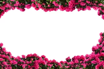 Foto auf Acrylglas Azalee Frame made of pink potted azaleas (Azalea indica) isolated on white background. Side view.