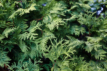  Fir tree branch close up. Christmas wallpaper concept. Copy space