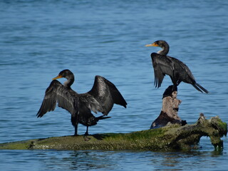 pair of Florida double-breated cormorant bird drying on beach #5