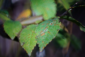 drops on leaf