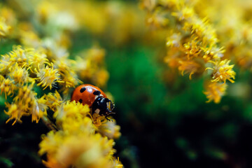 Ladybug on green moss with dandelion